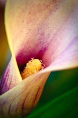 Calla Lily (3)