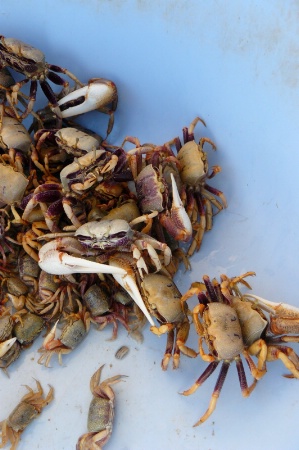 good to go/crabs in a blue bucket