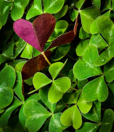 Natures Valentine