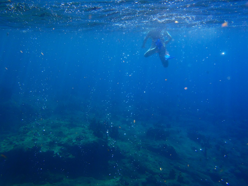 Underwater Life 1 - ID: 11443009 © Elliot Barnathan