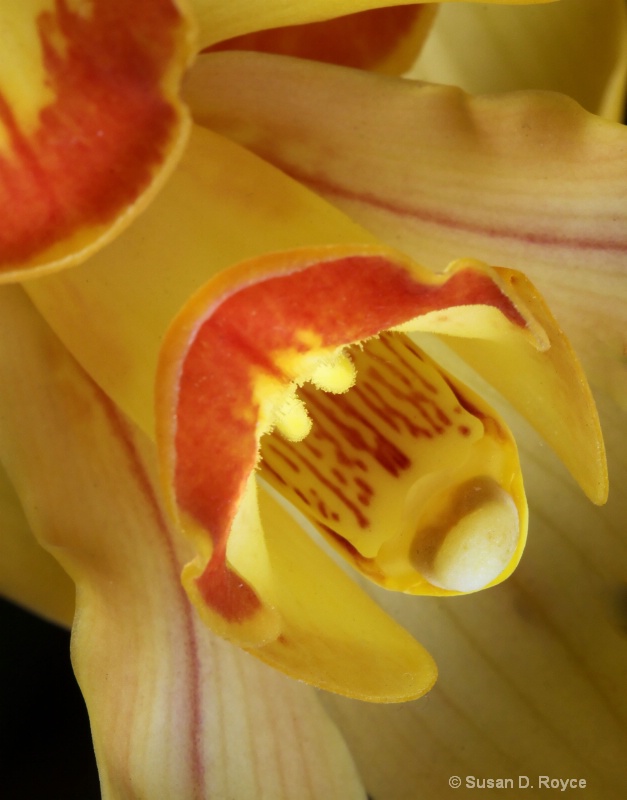 Orchid Detail