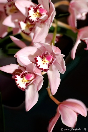 Pink Orchids Fall