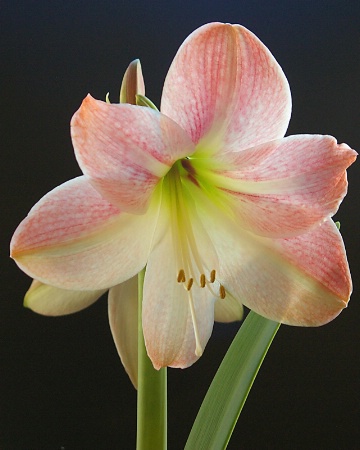 Amaryllis