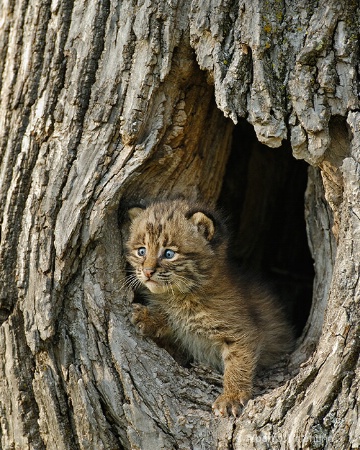 Bob Cat Cub - 6