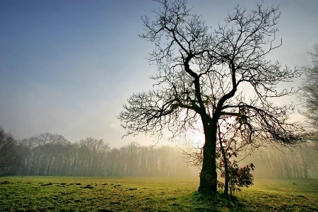 Behind Tree