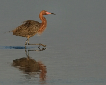 The Reddish Egret