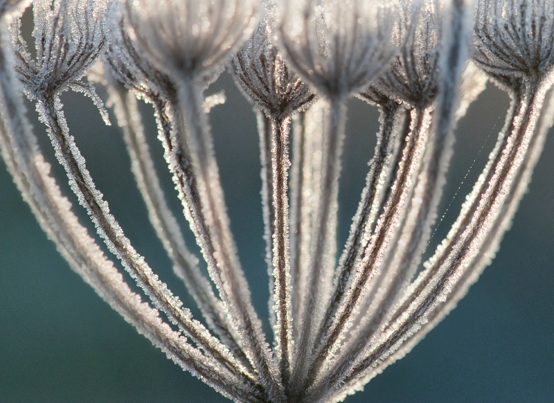 Frosted Cow Parsley