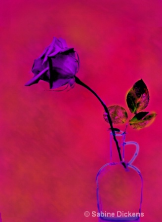 purple rose