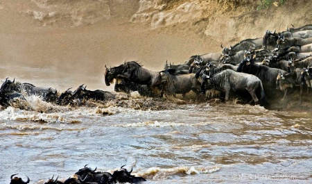 Wildebeast Crossing