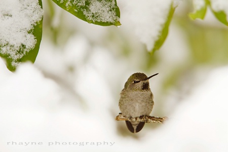 Hummer in the Snow