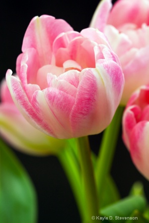 Pink Tulips 2