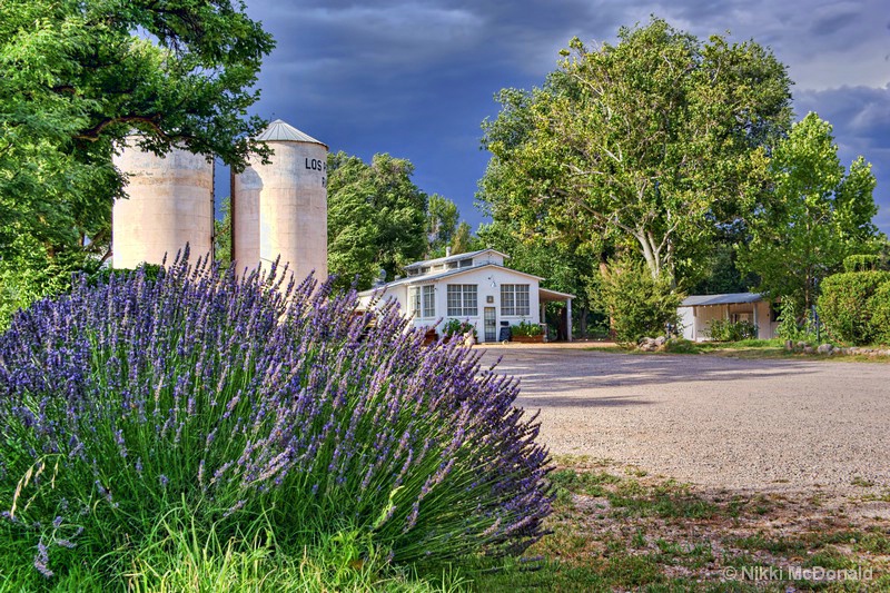 Beyond the Lavender