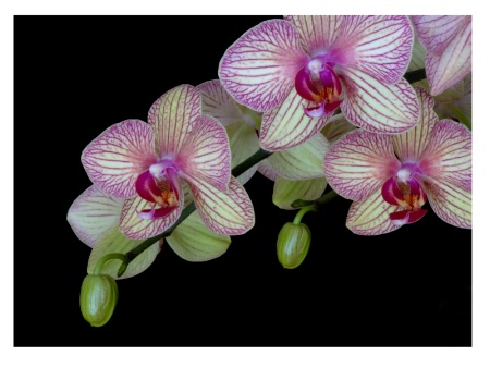 Orchid Spray