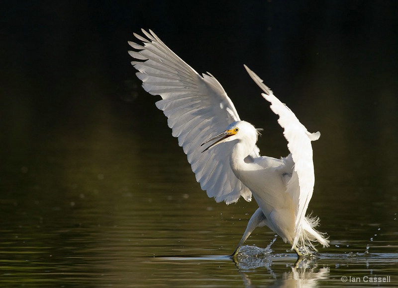 Egret