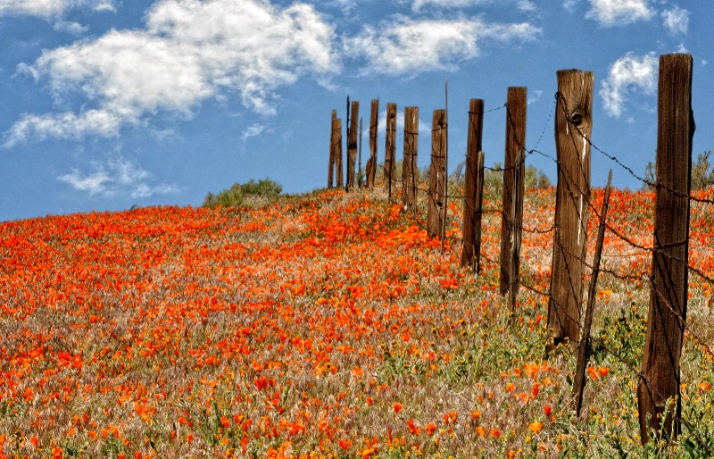 A Feild Of Poppies