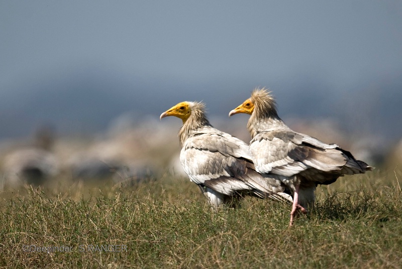 Egyptian Vulture(Neophron percnopterus)-1