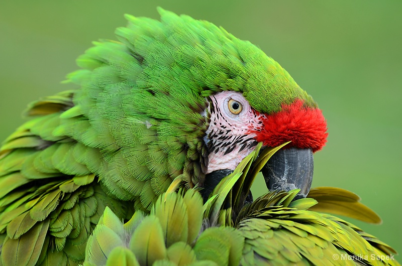 Military Macaw