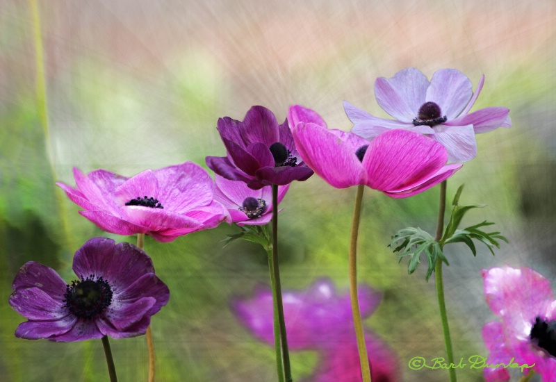 Poppies