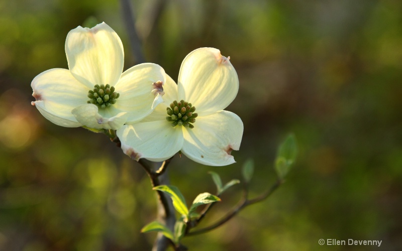 Dogwood Winter