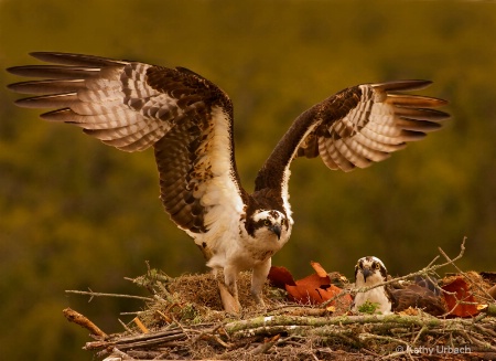 Osprey Nest Building