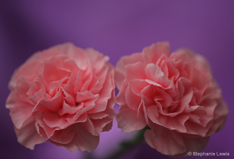 Carnations 