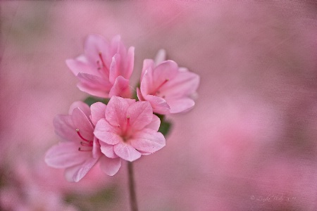 Pretty In Pink