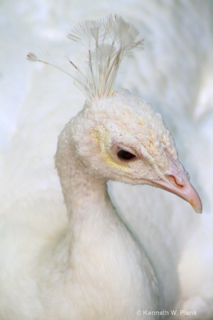 White Peacock Close up