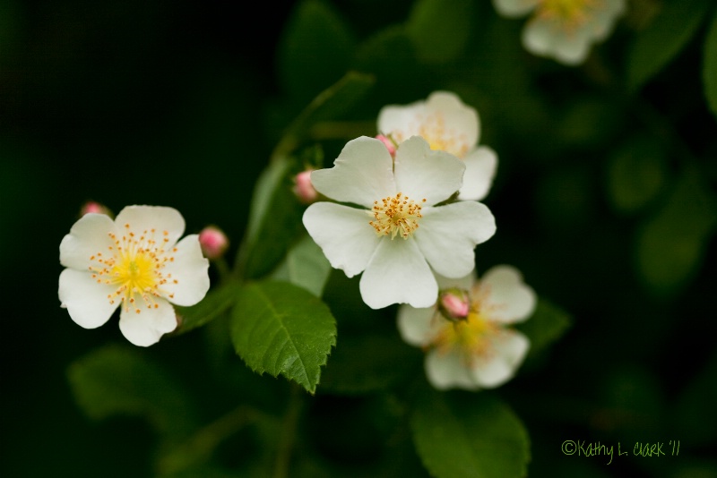 Wild Rambling Rose