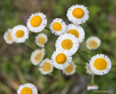 Tiny Little Wild Flowers