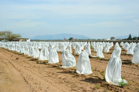 New crop of ghosts