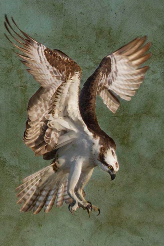 osprey