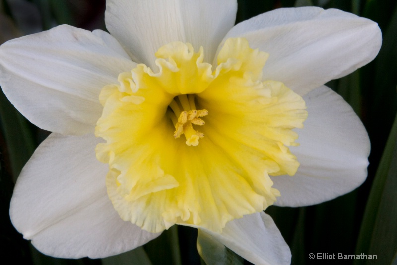 Spring Flowers 2 - ID: 11593679 © Elliot Barnathan