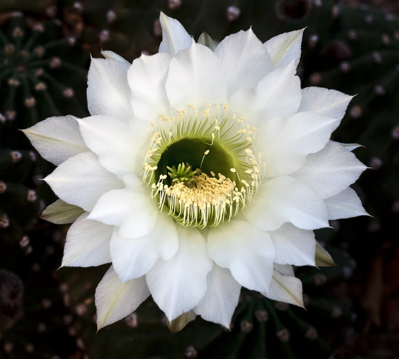 Easter Cactus Bloom