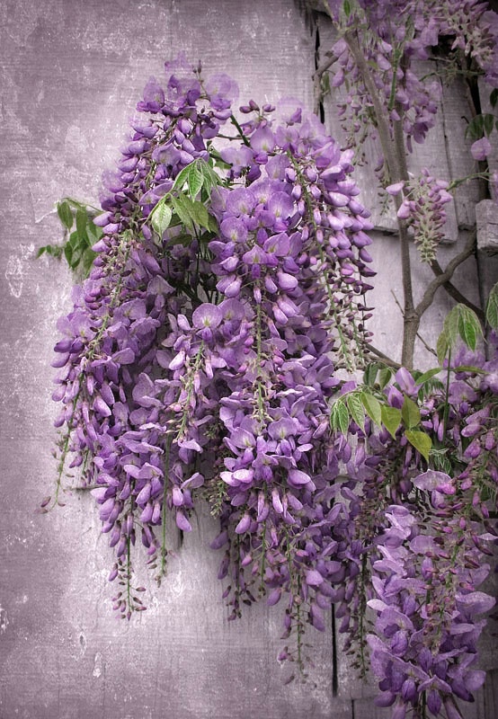 Wistful Wisteria