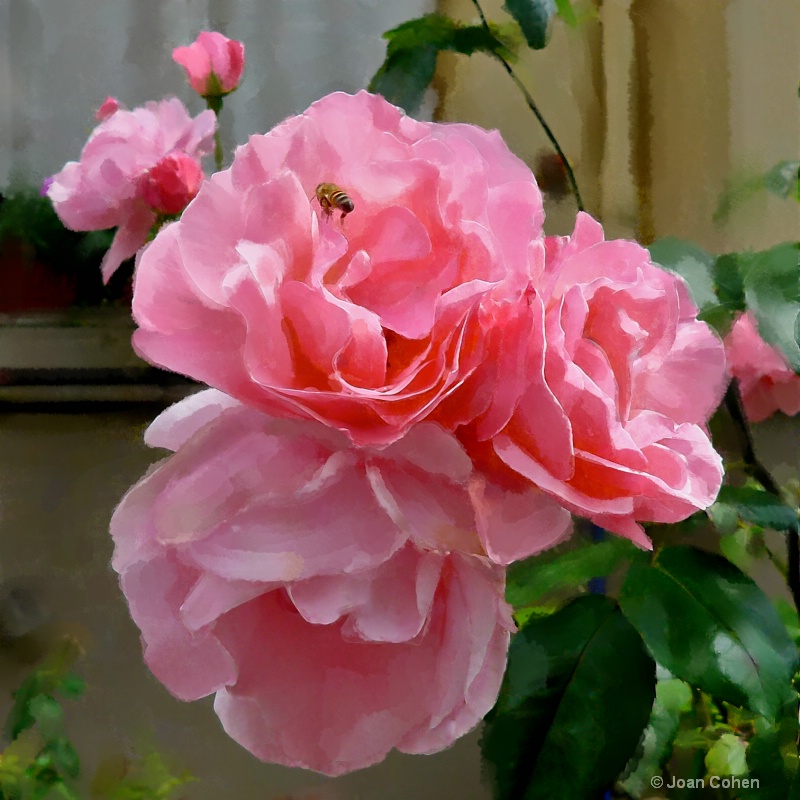 Roses in Tuscany Watercolor