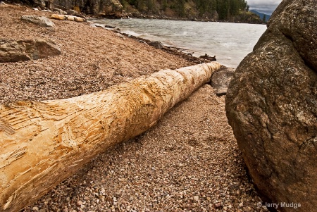 Beached Log