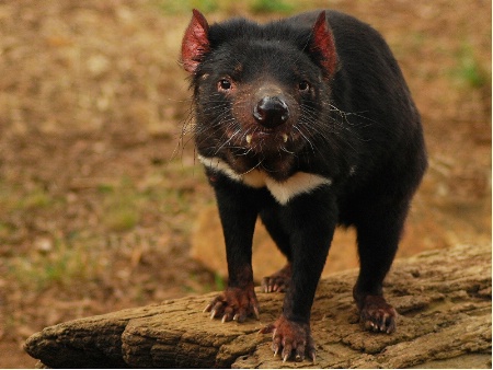 Tasmanian Devil