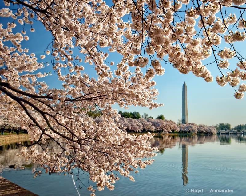 Cherry Blossoms around the Washington Monument