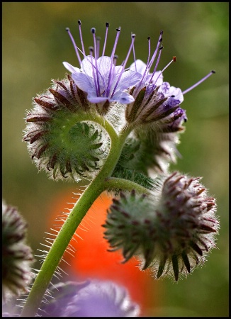 Wildflower