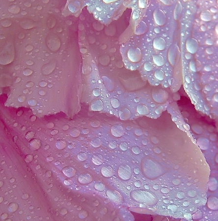 Delicate Petals & Drops