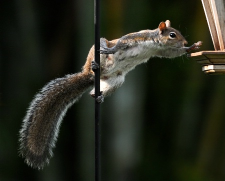 The sunflower thief caught red handed