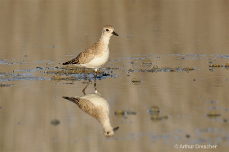 Sandpiper