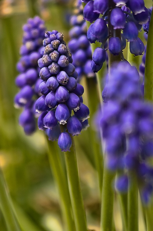 Grape Hyacinth