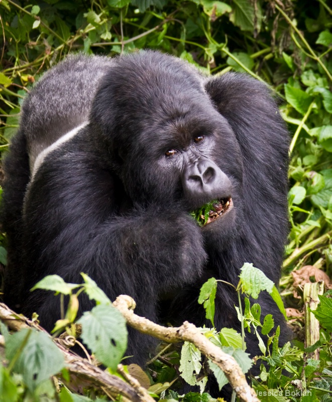 Silverback  [Kwitonda family]