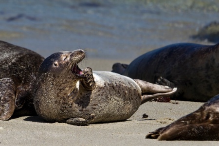 SILLY SEAL