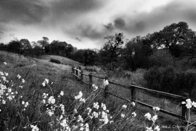 Field and Fence