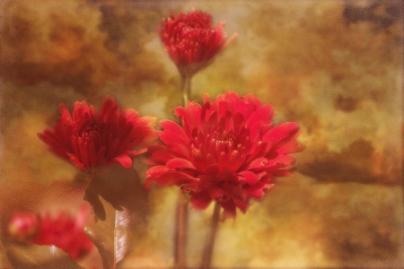 Red chrysanthemum