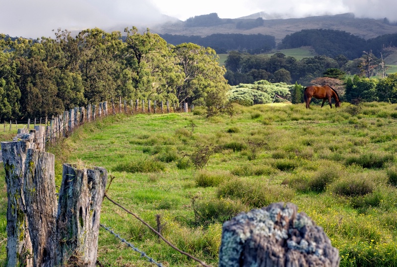 Up Country Maui