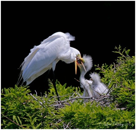 Feeding Time