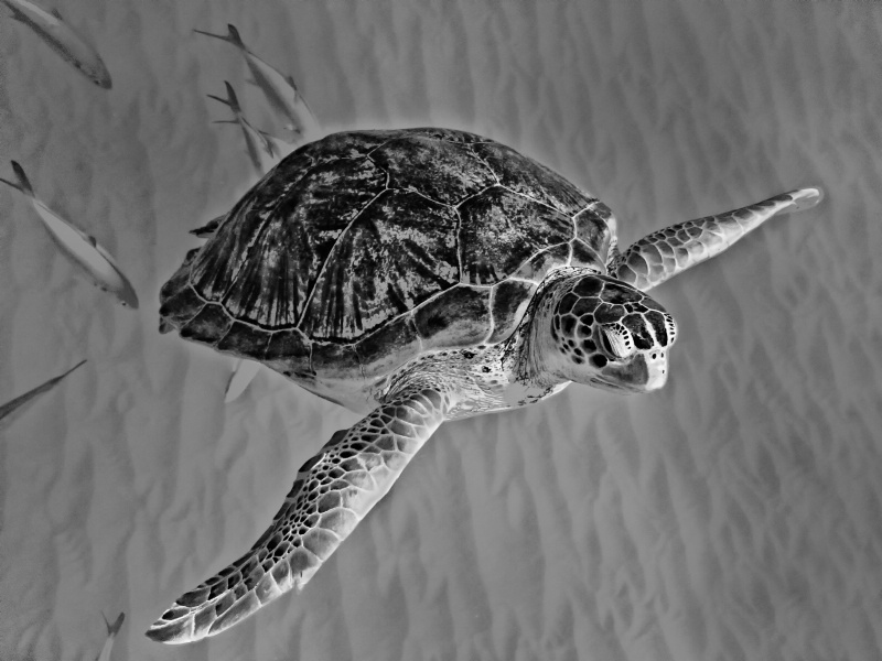 Wild Sea Turtle